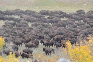 custer-state-park-51st-buffalo-roundup