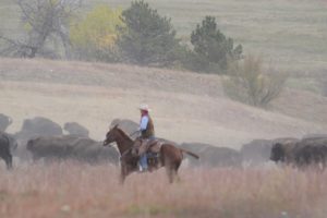 custer-state-park-51st-buffalo-roundup-cowboy