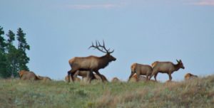 custer-state-park-elk