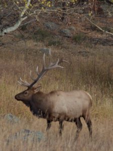 custer-state-park-elk-buck