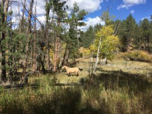 michelson-bike-trail-custer-south-dakota-horse