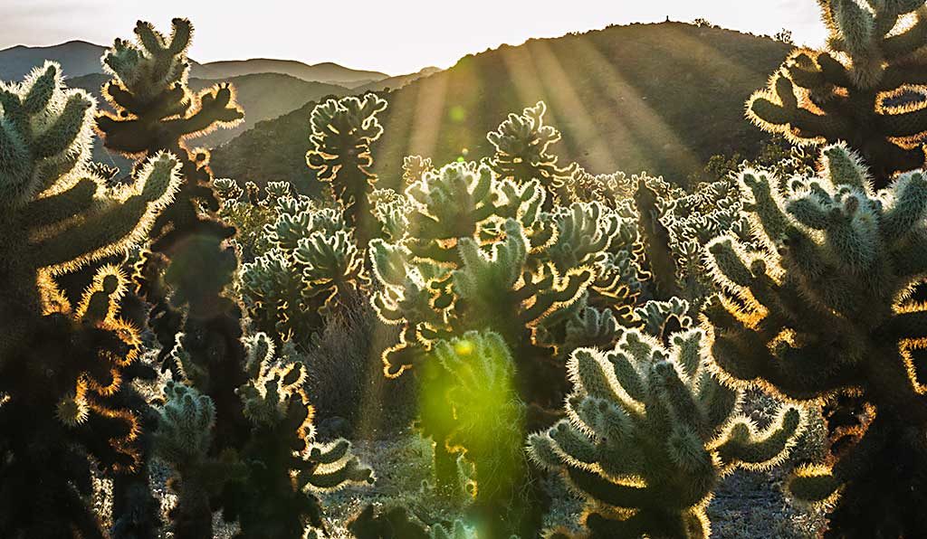 The Cholla Gardens