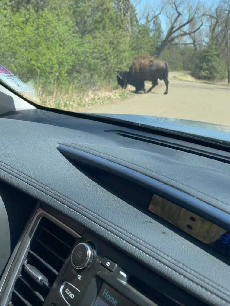 Viewing bison right from the car