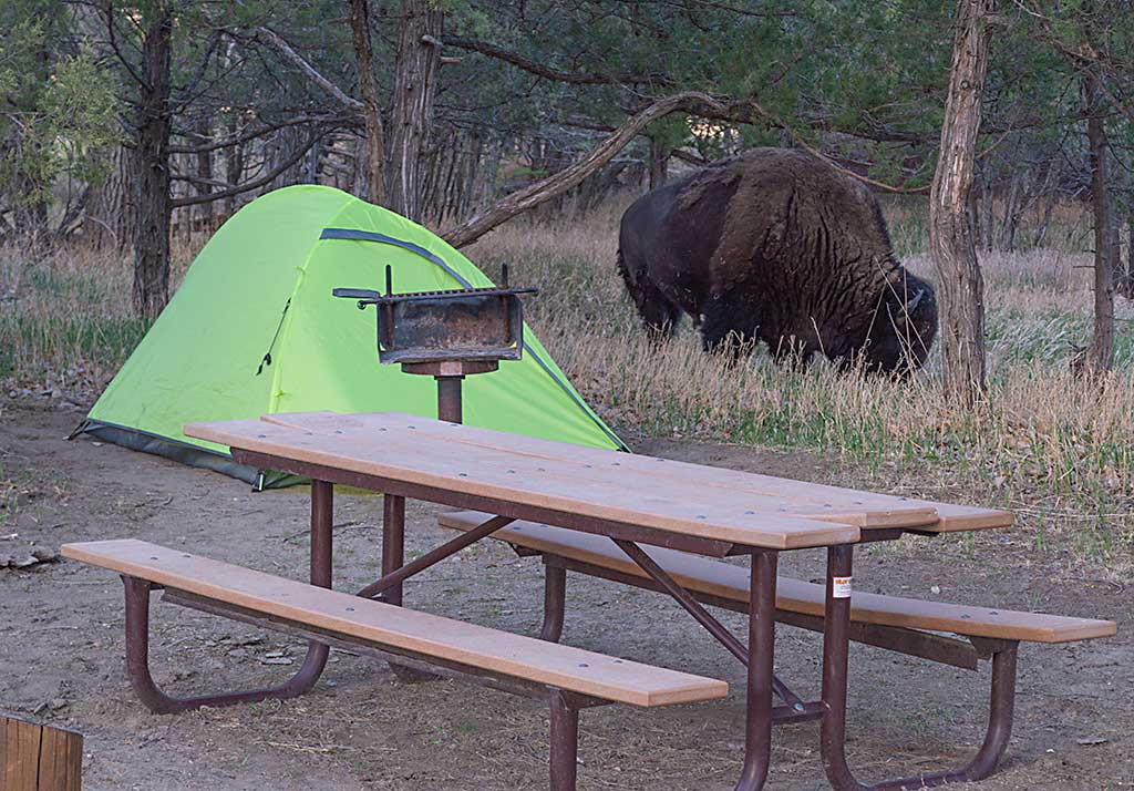 Bison wander through the campground