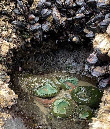 Heceta Head Lighthouse tide pool