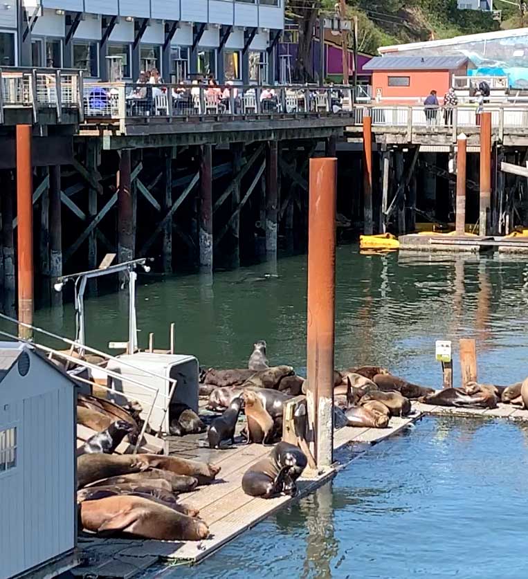Newport, Oregon seals on the docks