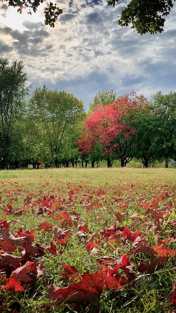 Quebec fall color