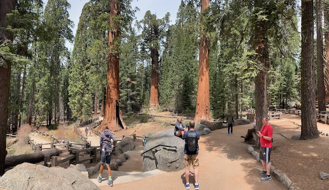 Sequoia National Park Giant Tree Grove