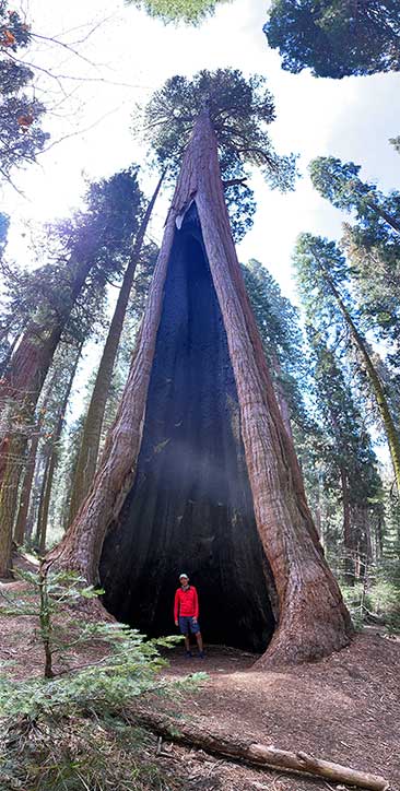 Standing in a sequoia tree