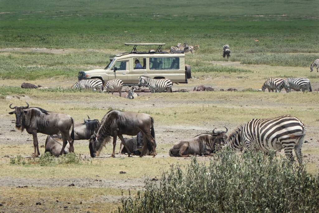 Ngorongoro Crater game drive