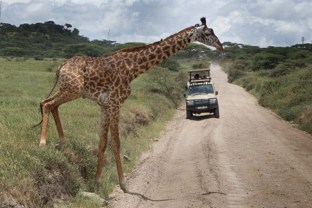 Giraffe crossing the road, Serengeti National Park, Tanzania