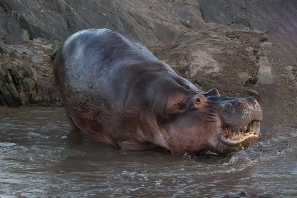 Hippo in stream
