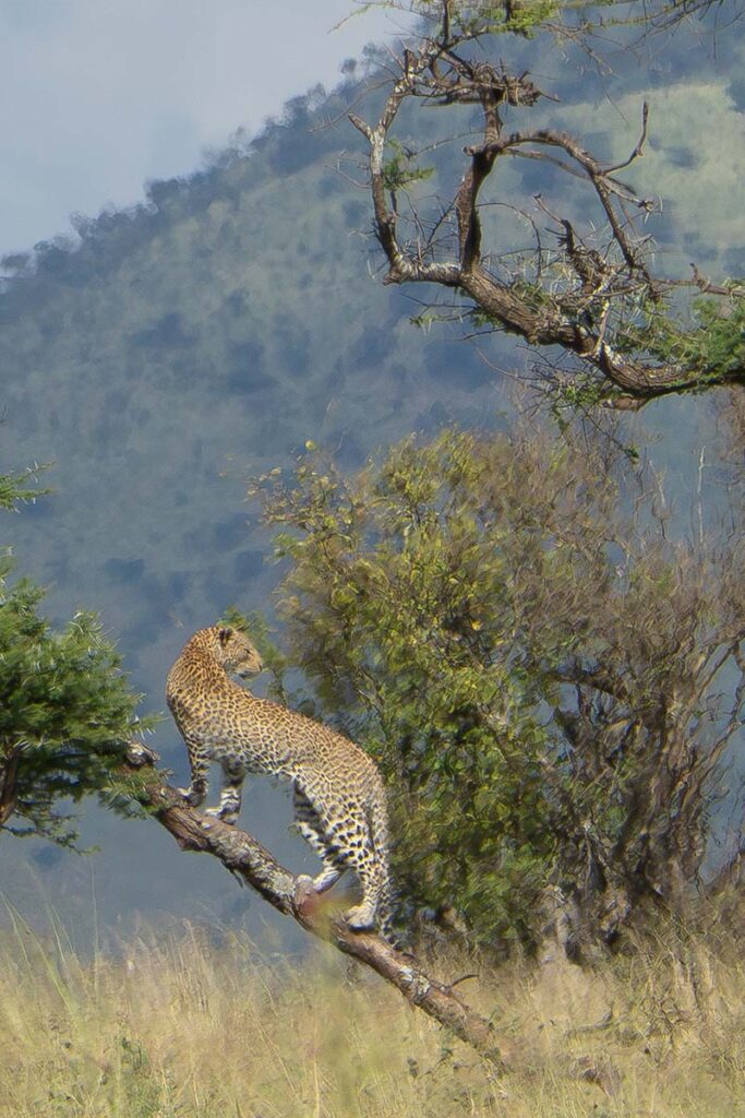 Leopard standing on a tree