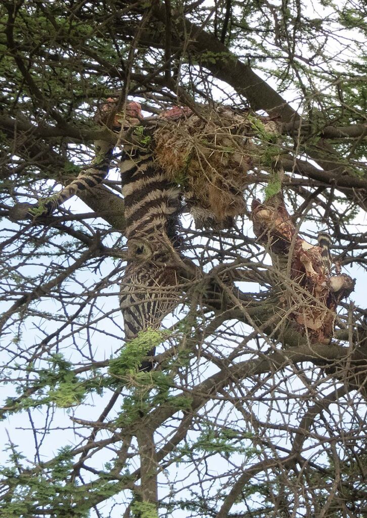 Zebra carcass in a tree